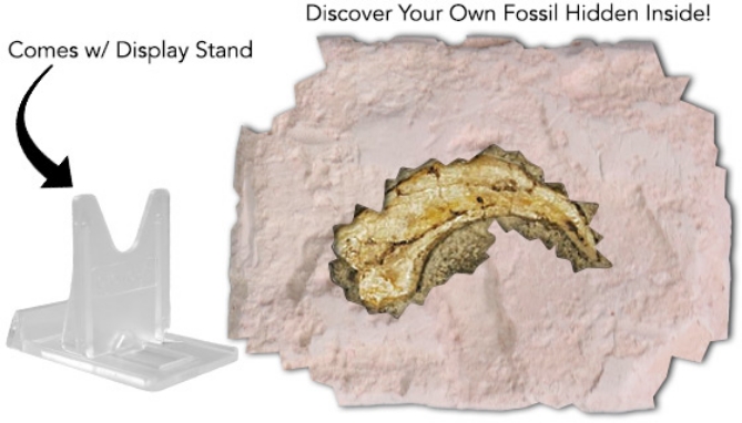 Picture 2 of Dig & Discover Fossil Replica Kit
