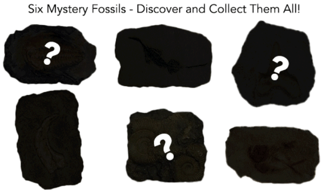 Picture 3 of Dig & Discover Fossil Replica Kit